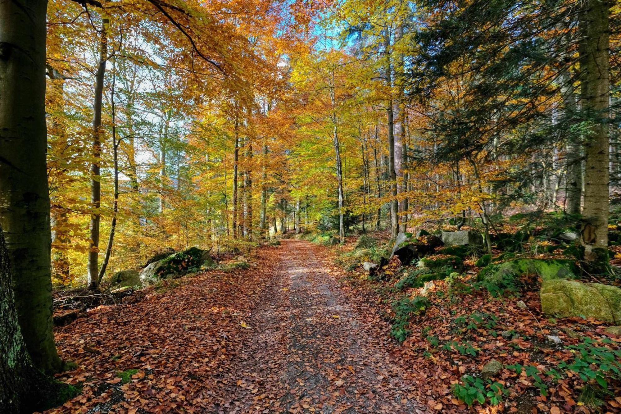 Zum Alten Waerterhaus Forbach Eksteriør billede